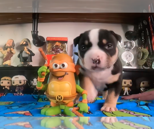 Medium Photo #3  Breeder Profile in SANTA CRUZ, CA, USA