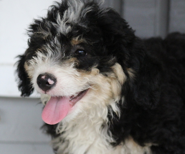 Medium Photo #4  Breeder Profile in HUNTINGTON, MA, USA