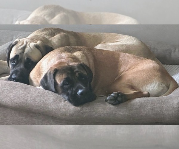 Medium Photo #4  Breeder Profile in OLATHE, KS, USA
