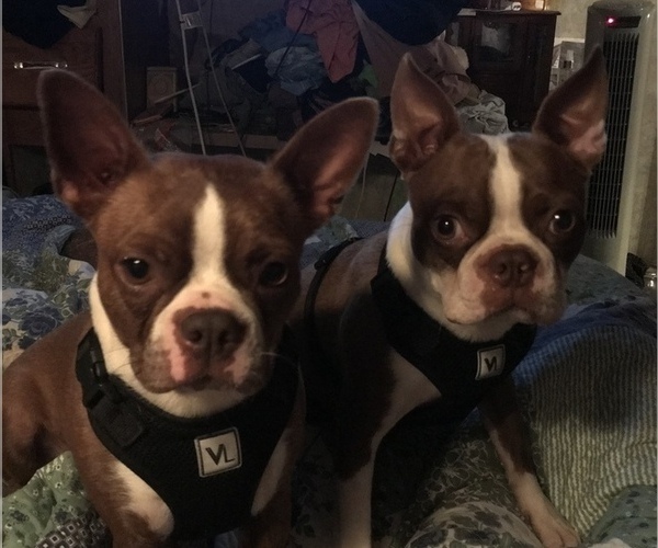 Medium Photo #2  Breeder Profile in INVERNESS, FL, USA