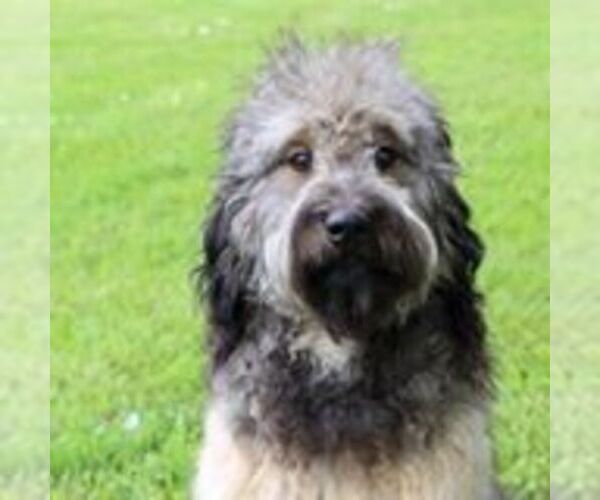 Medium Photo #1  Breeder Profile in SPRINGFIELD, OR, USA