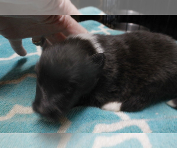 Medium Photo #16  Breeder Profile in BAINBRIDGE, NY, USA