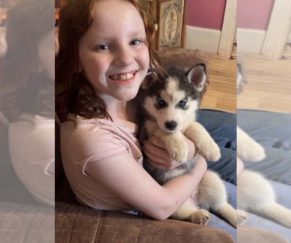 Medium Photo #7  Breeder Profile in VENUS, PA, USA