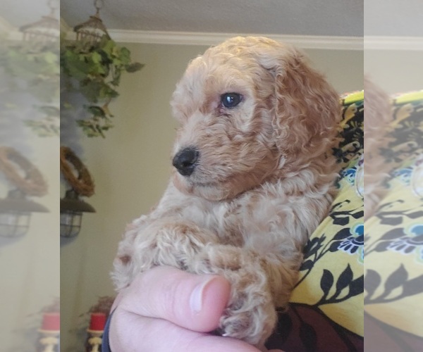 Medium Photo #1  Breeder Profile in ELIZABETHTON, TN, USA