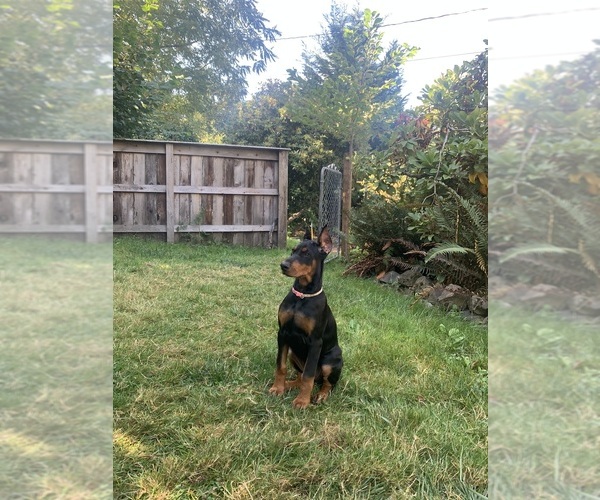 Medium Photo #1  Breeder Profile in SALEM, OR, USA
