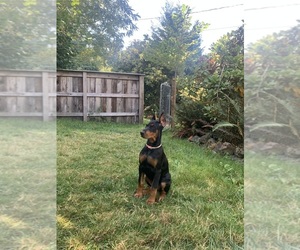 Doberman Pinscher Dog Breeder near SALEM, OR, USA
