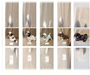Shih Tzu Dog Breeder near CRITTENDEN, KY, USA