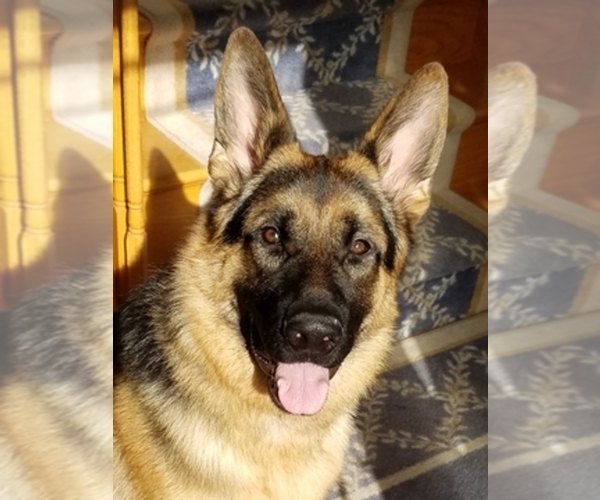 Medium Photo #1  Breeder Profile in CEDAR RUN, NJ, USA