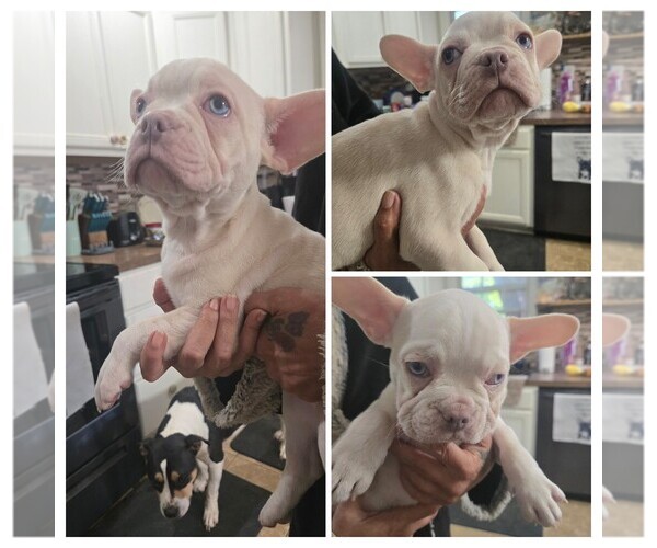 Medium Photo #3  Breeder Profile in LEXINGTON, KY, USA