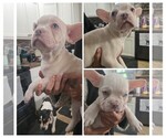 Small #2 Breeder Profile image