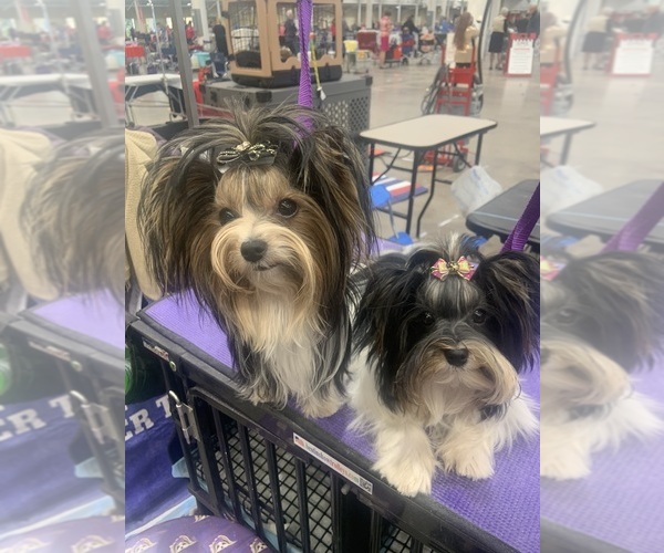 Medium Photo #1  Breeder Profile in MARYSVILLE, KS, USA