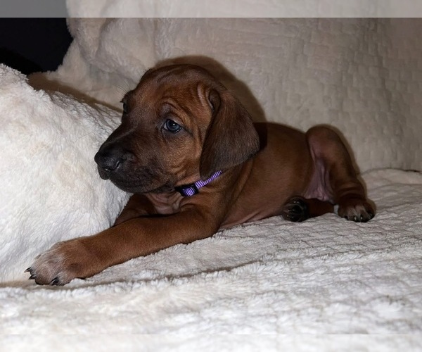 Medium Photo #50  Breeder Profile in MURFREESBORO, TN, USA