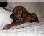 Small #49 Breeder Profile image