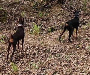 Doberman Pinscher Dog Breeder near CLINTON, OH, USA