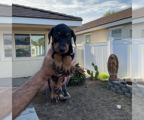 Medium Photo #5  Breeder Profile in HIGHLAND, CA, USA