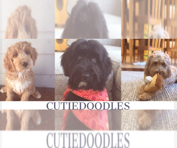 Medium Photo #1  Breeder Profile in POLK CITY, FL, USA
