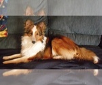 Small breeder photo