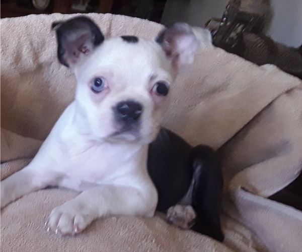 Medium Photo #1  Breeder Profile in Avon Park, FL, USA