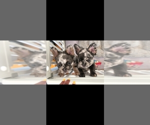 French Bulldog Dog Breeder near NEWPORT NEWS, VA, USA
