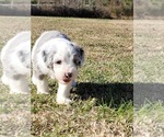 Small Photo #2  Breeder Profile in KENLY, NC, USA