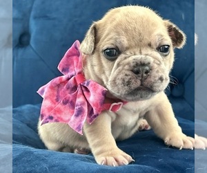 French Bulldog Dog Breeder near BURBANK, CA, USA