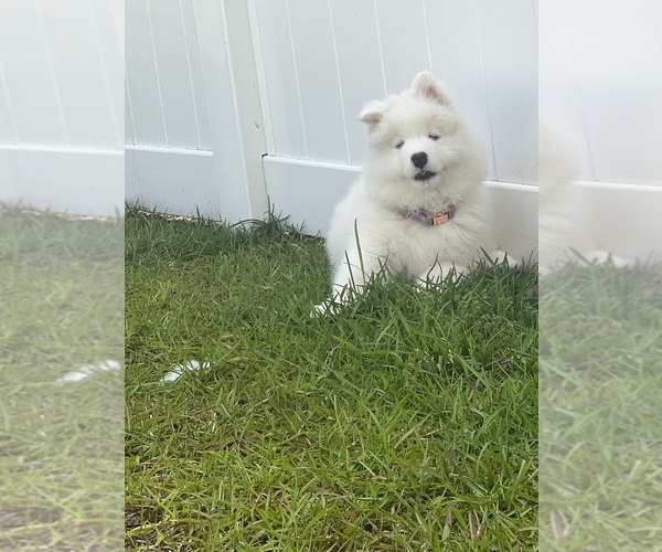 Medium Photo #8  Breeder Profile in MYRTLE BEACH, SC, USA
