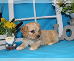 Small #47 Breeder Profile image