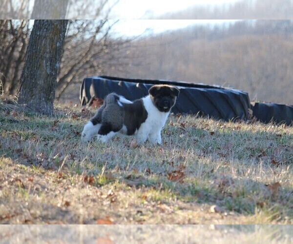 Medium Photo #5  Breeder Profile in STRAFFORD, MO, USA