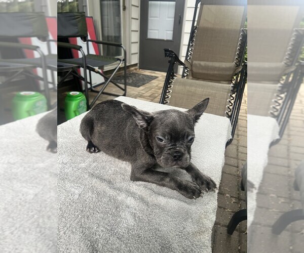 Medium Photo #19  Breeder Profile in FORT WAYNE, IN, USA