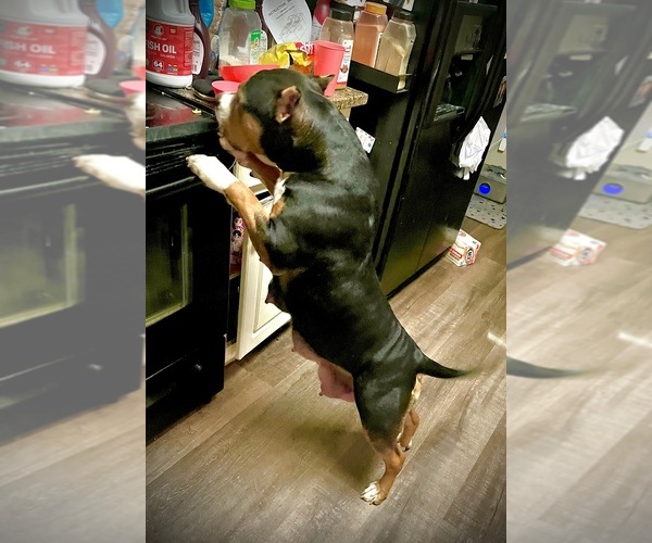 Medium Photo #17  Breeder Profile in FORT MITCHELL, AL, USA