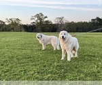 Small #15 Breeder Profile image