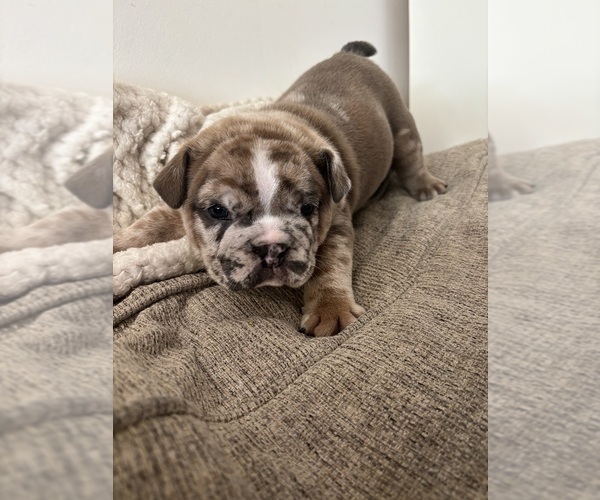 Medium Photo #7  Breeder Profile in BRONX, NY, USA