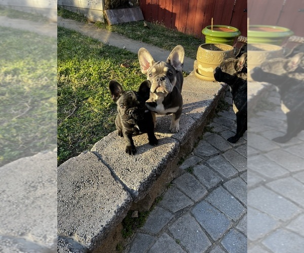 Medium Photo #1  Breeder Profile in WASHINGTON, DC, USA