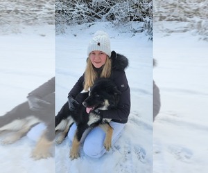 German Shepherd Dog Dog Breeder near BONNEY LAKE, WA, USA