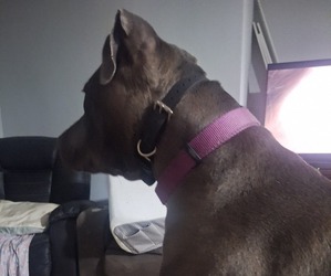 Medium Breeder Profile Photo