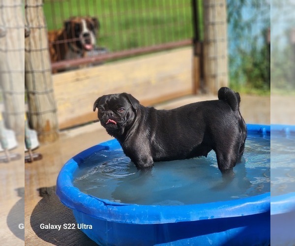 Medium Photo #34  Breeder Profile in AFTON, WY, USA