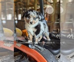Small #11 Breeder Profile image