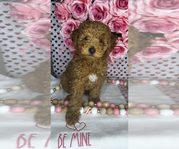 Medium Photo #1  Breeder Profile in JEFFERSON CITY, MO, USA