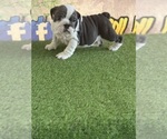 Small #6 Breeder Profile image