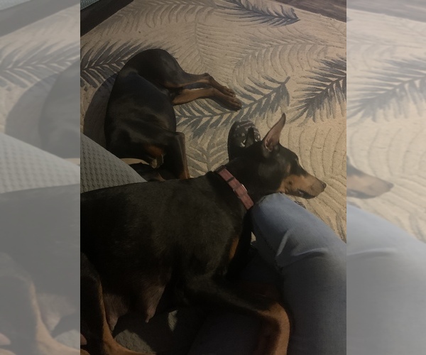 Medium Photo #9  Breeder Profile in MONROE CITY, MO, USA