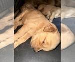 Small #16 Breeder Profile image