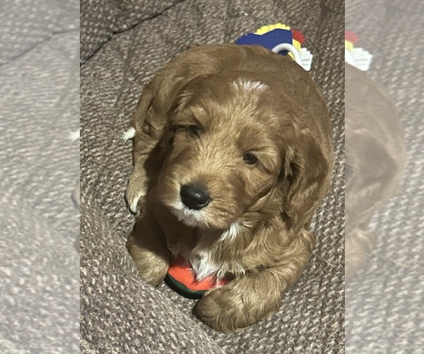 Medium Photo #3  Breeder Profile in PLATTE CITY, MO, USA