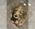 Small #2 Breeder Profile image