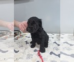 Small #6 Breeder Profile image