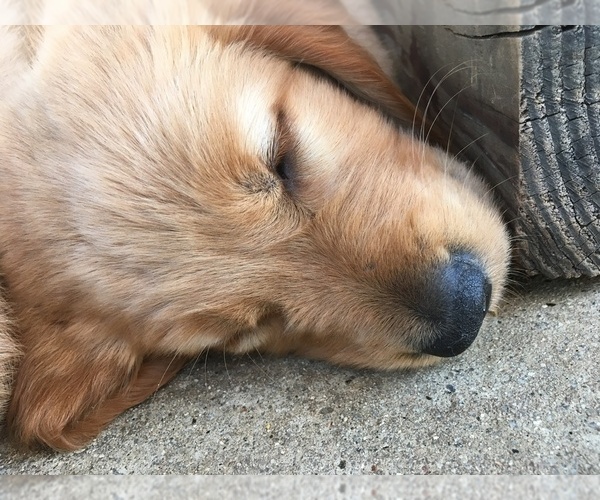 Medium Photo #1  Breeder Profile in SAN DIEGO, CA, USA