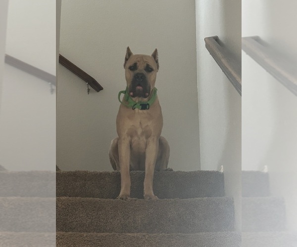 Medium Photo #7  Breeder Profile in ARLINGTON, TX, USA