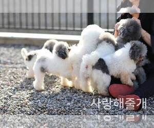 Bichon Frise Dog Breeder in Uijeongbu-si,  Korea, South