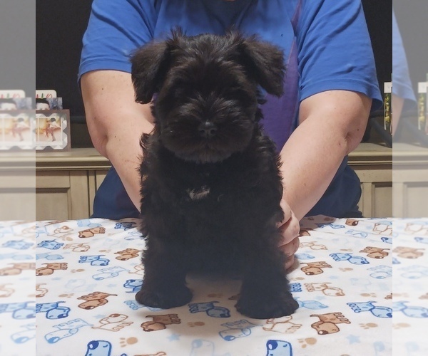 Medium Photo #10  Breeder Profile in O FALLON, IL, USA