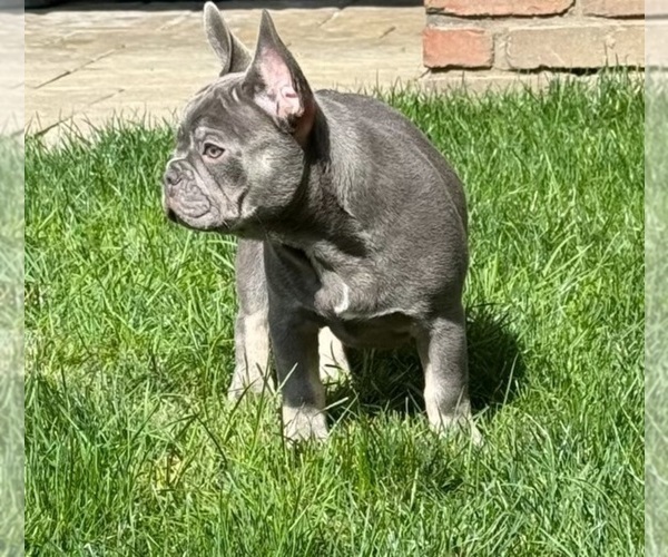 Medium Photo #1  Breeder Profile in TRAFFORD, PA, USA
