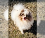 Small #25 Breeder Profile image